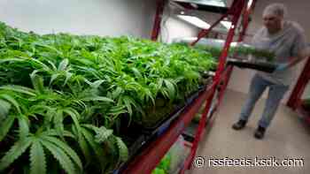 Marijuana microbusiness license applications open Thursday in Missouri