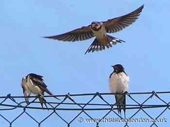 Nature Notes: Meet the pied wagtail