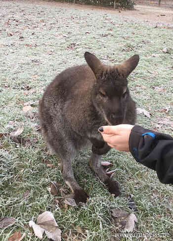 Kleines Känguru mit großem Namen im Tiergarten Ulm