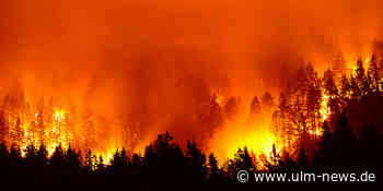 Hitze entzündet keine Waldbrände