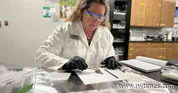 The U.S. Government Wants Your Dead Butterflies