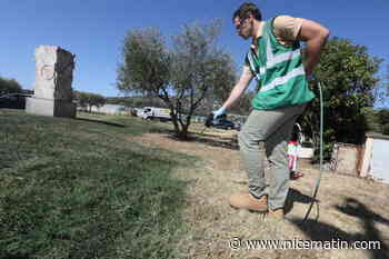 À Mandelieu, on repeint l’herbe jaunie en vert avec un colorant naturel