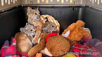 Last of 5 bobcat kittens orphaned in Louisville rescued