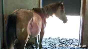 Sheriff's office rescues 6 horses from Parker property