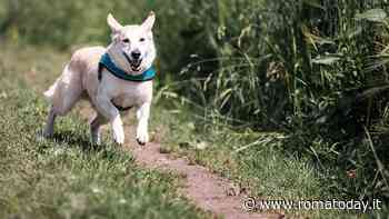 Villa Sciarra invasa da cani senza guinzaglio, genitori in rivolta: "Un pericolo per i bimbi"