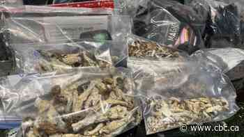 Burlington woman with MS says police busts at magic mushroom stores limit access to vital medicine