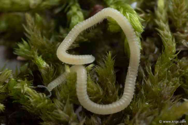 A new millipede species with 486 legs has been found in the US