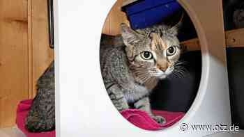 Katze Luna sucht ein neues Zuhause