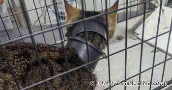 Missing cat found 10 miles from County Durham home with pipe around neck