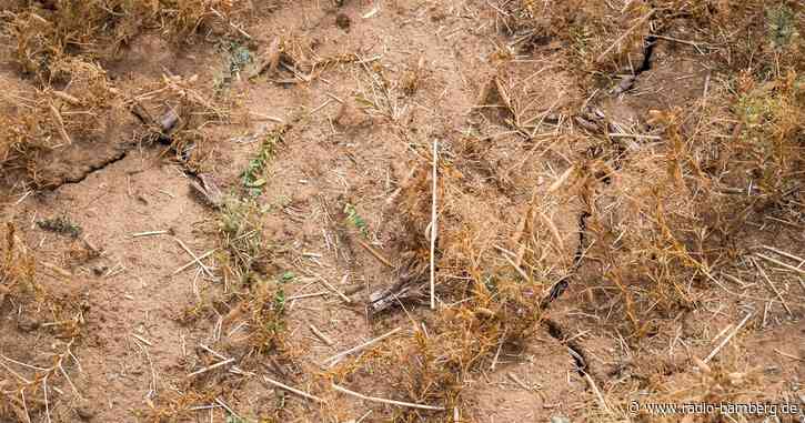 Weltweiter Hitzerekord in den ersten drei Juli-Wochen