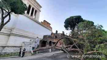 Cento interventi per cadute di alberi e rami a Roma in 10 giorni: la procura vuole vederci chiaro