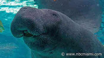 Manatee dies after ‘high-intensity sexual behavior' with brother at Florida aquarium