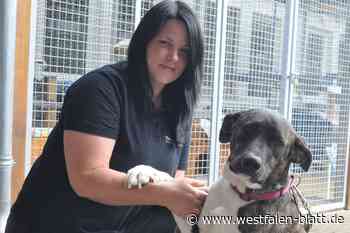 Drei Kampfhunde aus Garten im Frotheim kommen im Tierheim Lübbecke unter