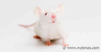 Blood of Young Mice Extends Life in the Old