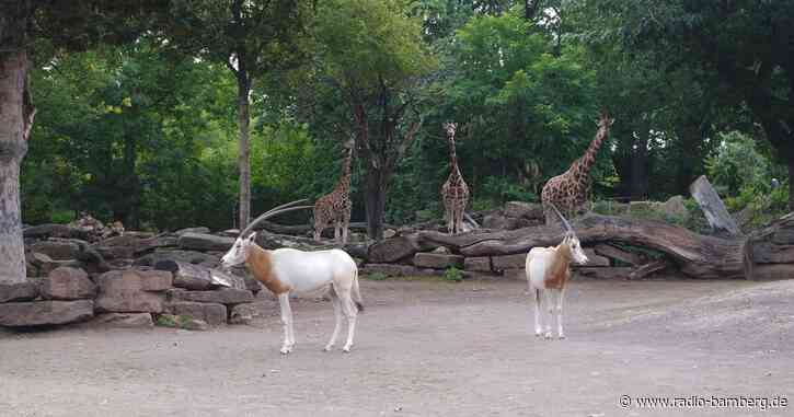 Säbelantilopen als neue Attraktion im Magdeburger Zoo
