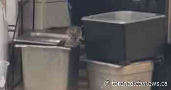 Tim Hortons apologizes after video of mouse on food counter in Ontario goes viral