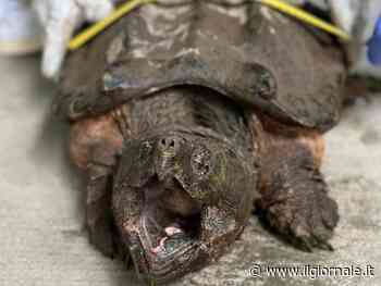 Choc a Torino, trovato esemplare di tartaruga alligatore