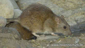 Ratten im Haus bekämpfen: Drei Hausmittel schlagen die Nager in die Flucht