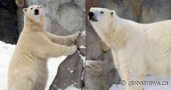 Calgary Zoo to welcome orphaned polar bears in the fall