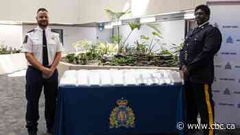 Commercial truck full of corn and over 60 kg of cocaine nabbed at Manitoba border