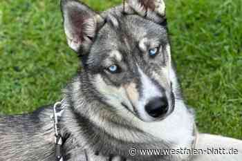 Tierarztrechnung von 7500 Euro: Wer hilft Husky-Welpe Maya?