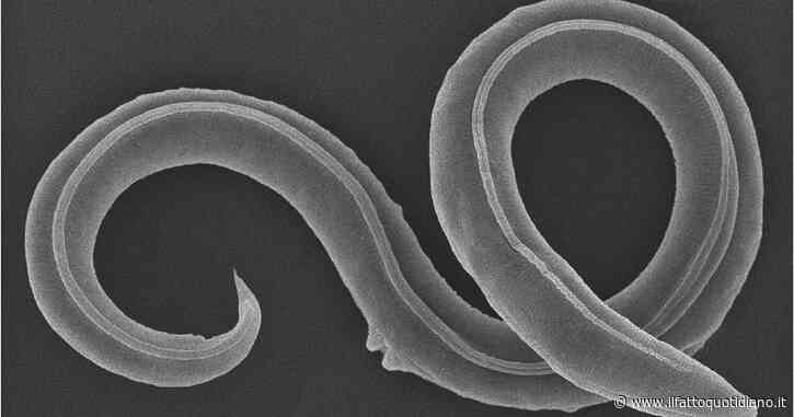 Vermi risvegliati dopo 46.000 anni di sonno nel ghiaccio: il Dna svela il segreto della sopravvivenza