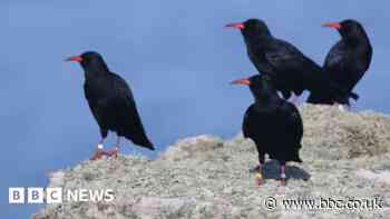Record-breaking number of Cornish choughs fledge