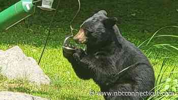 Police issue warning about bear sightings in Prospect