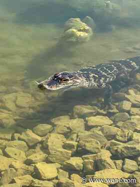CRIKEY! Alligator found in Woodburn pond returned to its rightful home