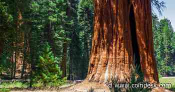 Sequoia Capital Slashes Crypto Fund From $585M to $200M : WSJ