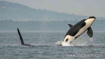 South Florida's newest tourists make a splash – exactly how rare was that orca sighting in Key Largo?
