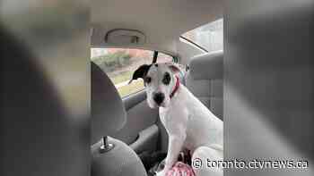 Dog owner continues to search for lost pup as pet theft reaches new heights