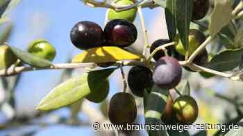 Die Olivenöl-Krise: Hitze, Dürre und steigende Preise
