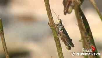 ‘They will eat anything’: Grasshoppers and heat continue to deteriorate Sask. crops