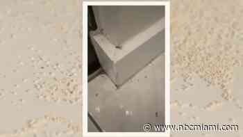 ‘It is a horror movie': South Florida tenant says termites made apartment unlivable