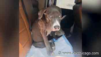 Dog found shot in Chicago this week saved by team of volunteers, heads to foster home