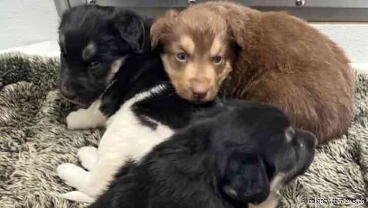 Puppies rescued from burning shed in Northwest Territories by Alberta firefighter