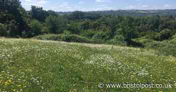 Campaigners claim protections on wildlife havens in Bristol ‘incorrectly’ ignored