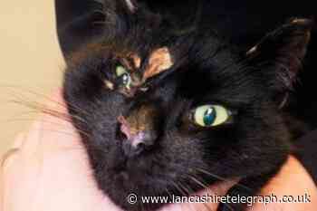 RSPCA received 612 cat cruelty reports in Lancashire