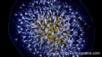 Tube-Like Animals Live Forever by Flipping the Process of Aging