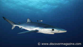 The Unique Traits and Behaviors of the Stunning Blue Shark