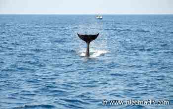 Qui est Gladis, l'orque blessée par un navire qui s'en prend aux embarcations dans le détroit de Gibraltar, avec sa famille