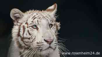 Neues Gehege für beschlagnahmte Tigerdame