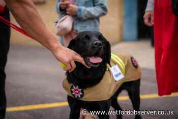 Hertfordshire fire investigation dog retires after 10 years