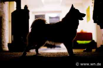 Hund schlägt Alarm – und hilft seiner Besitzerin in Not