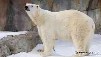 Pair of Winnipeg polar bears set to move to Calgary Zoo