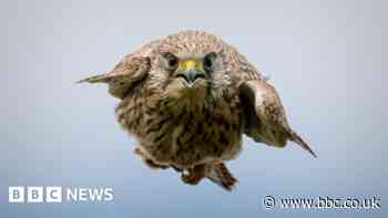 Cornwall photographer catches 'once in a lifetime' kestrel picture