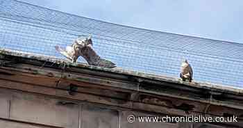 Animal rights groups' fury after gulls die getting trapped in netting on Berwick roof