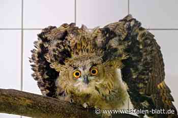 Uhu-Entführung an den Externsteinen - Strafanzeige