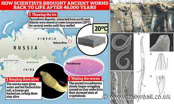 How DID scientists bring an extinct worm back to life? Step-by-step process that saw ancient creature reawakened after 46,000 years (and why we can't resurrect cavemen)